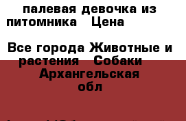 палевая девочка из питомника › Цена ­ 40 000 - Все города Животные и растения » Собаки   . Архангельская обл.